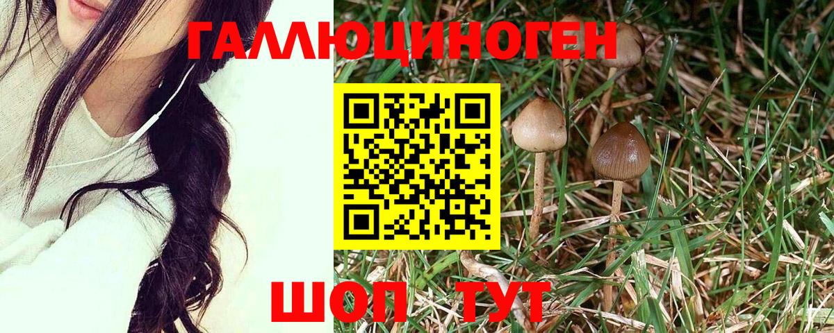 Псилоцибиновые грибы прущие грибы  как найти наркотики  Грозный  Вход с VPN 